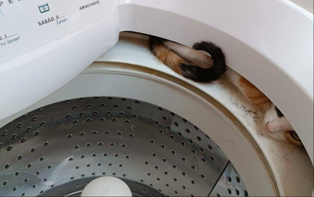 Gato foi resgatado sem ferimentos  (Foto/Corpo de Bombeiros/Divulgação)