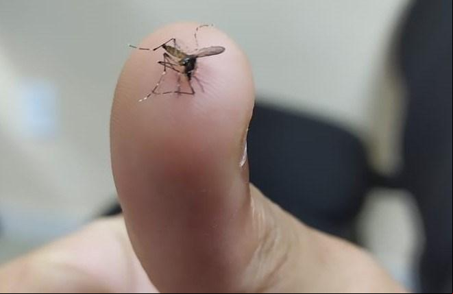 Aedes Aegypti, o mosquito da dengue (Foto/Reprodução)