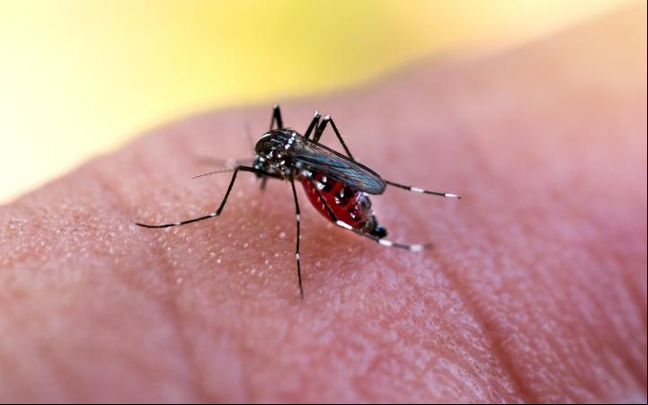 Febre amarela é uma doença viral transmitida por meio da picada de mosquitos infectados (Foto/Divulgação)