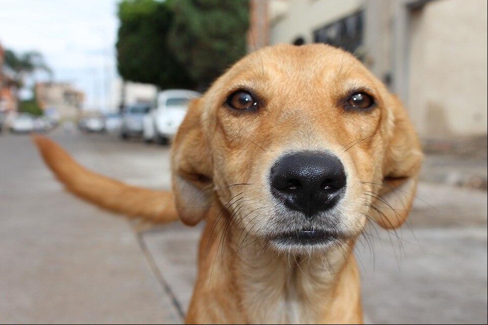 Situação de animais errantes no Vainice de Andrade é pauta antiga, mas recorrente (Foto/Ilustrativa)