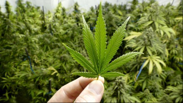 A planta foi levada, juntamente com o acusado, para o plantão da Polícia Civil (Foto/Ilustrativa)