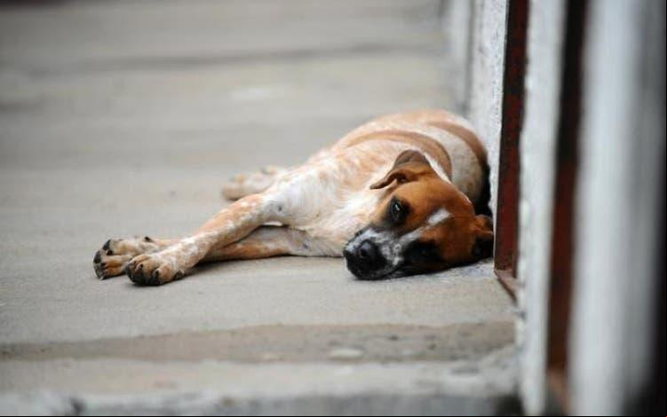 Exemplo de animal de rua com frio (Foto/Ilustrativa)