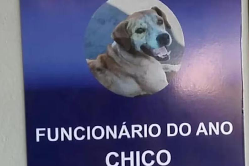 Vira-lata funcionário do ano (Foto/Rprodução)
