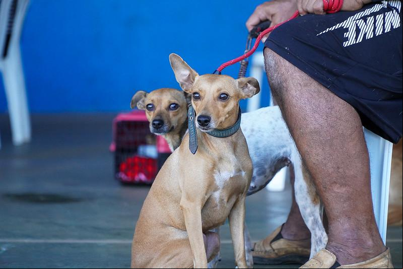 Somente os animais cadastrados e agendados pela Semam serão atendidos no Mutirão, que acontece entre 7h e 16h30, com a castração de gatos pela manhã e cães à tarde (Foto/Divulgação)