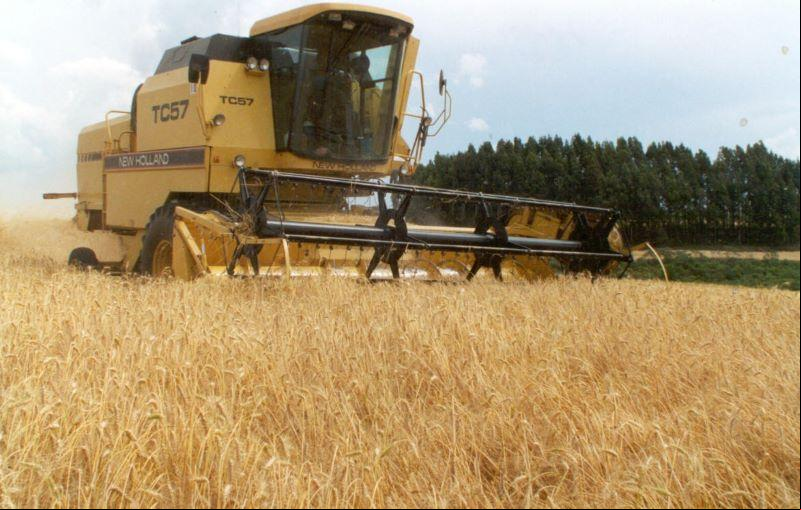No município foram plantados 6 mil hectares de trigo sequeiro e mais 2,1 mil de cultura irrigada (Foto/Reprodução)