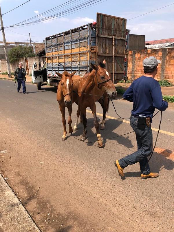 Posturas apreendeu e removeu seis equinos, soltos em via pública, no bairro Maracanã (Foto/Divulgação)