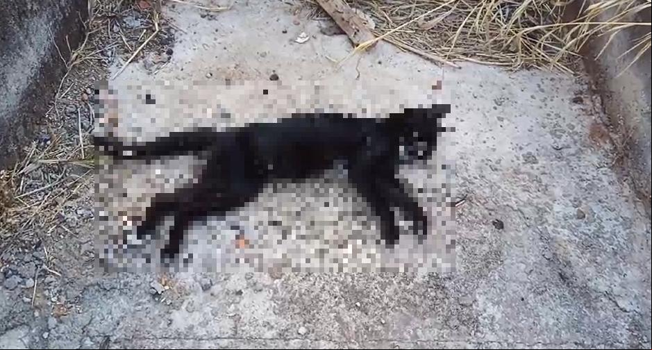 Possíveis casos de envenenamento de gatos no Tita Rezende (Foto/Reprodução/Denúncia)