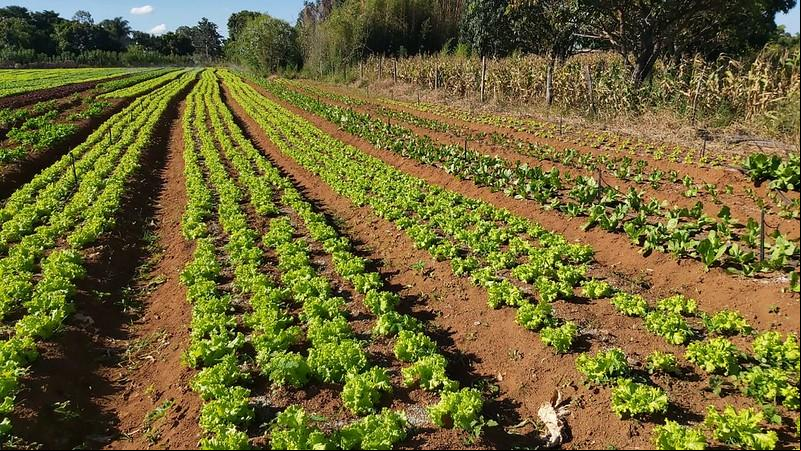 As regiões mais beneficiadas são Santa Fé, São Basílio e Santa Rosa, que concentram a maioria da produção de hortifrutigranjeiros (Foto/Divulgação)