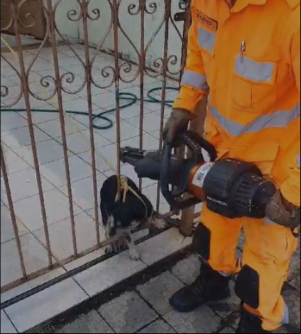 Cachorro estava nervoso e arredio (Foto/Reprodução/Divulgação)