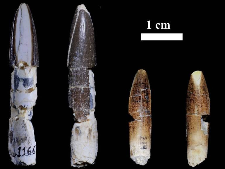 Dente de titanossauro encontrado em Uberaba, quando comparado a outro (Foto/Divulgação)