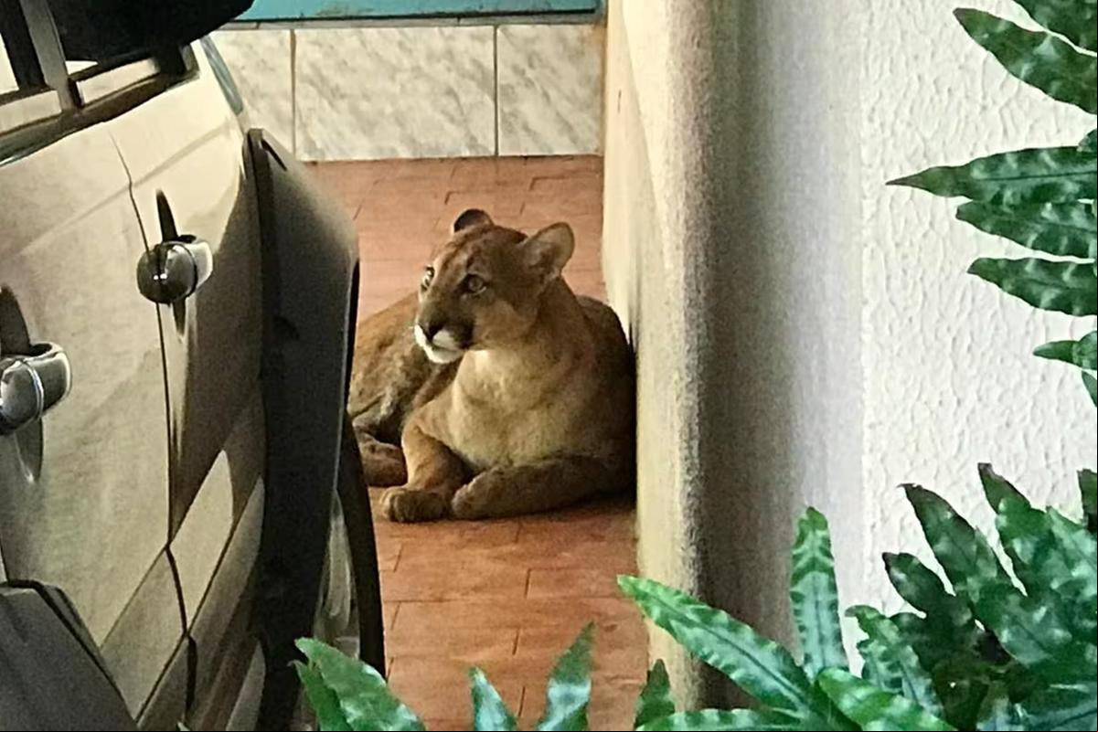 Animal foi capturado pelo Corpo de Bombeiros na manhã deste domingo (22 de outubro) (Foto/Divulgação/CBMMG)