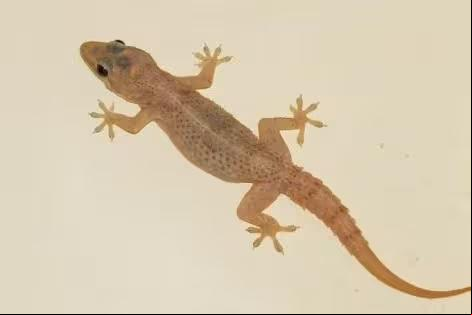 A lagartixa-doméstica-tropical pode medir até 10 centímetros (Foto/Naturae)