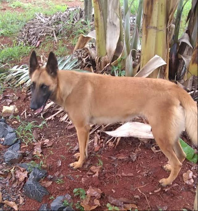 Cadela Pandora foi alvejada na cabeça (Foto/Arquivo Pessoal)