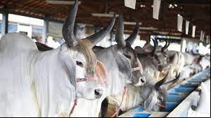 A ExpoZebu acontece de 27 de abril a 5 de maio, em Uberaba, e as vagas para brahman, guzerá, nelore, nelore pelagens e tabapuã já estão esgotadas (Foto/Divulgação)