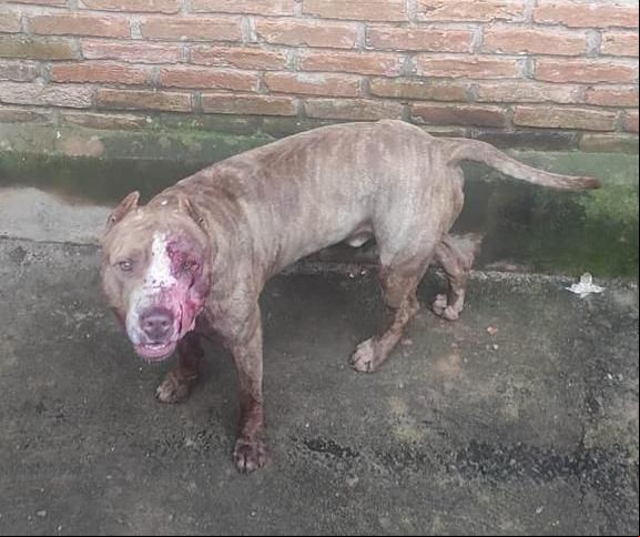 O animal chegou a ficar sujo de sangue e também ferido em virtude da reação do suspeito ao ser atacado (Foto/Reprodução)