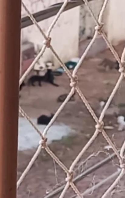 Imagem mostrando os animais no imóvel, após frente ser cimentada, para confirmar o o deles ao local (Foto/Reprodução vídeo enviado pela superintendente de Bem-Estar Animal)