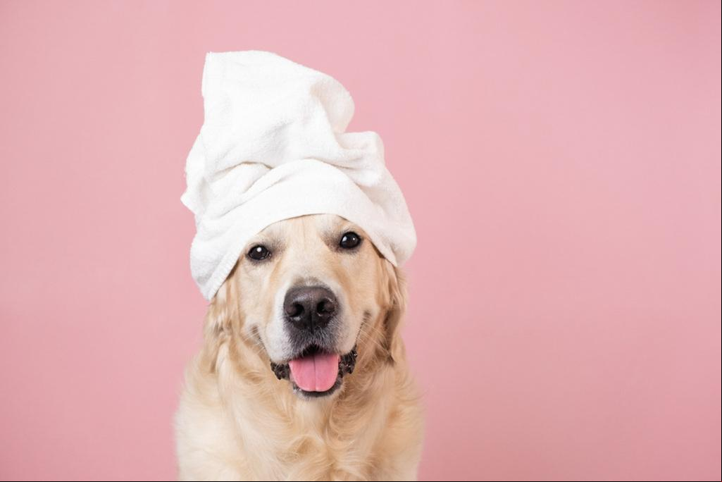 Tosa auxilia na saúde dos pets (Foto/Reprodução)