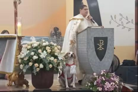 Cãozinho ganhou até uma roupa especial para as missas (Foto/Reprodução/@paroquia_santaanaesaojoaquim)