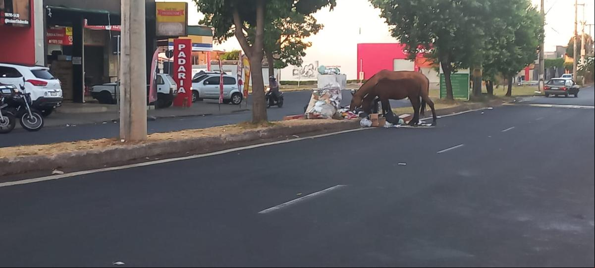 Os reclamantes apontam que, além da avenida Nossa Senhora do Desterro, os animais foram vistos nas avenidas São Paulo e Djalma Castro Alves (Foto/Divulgação)