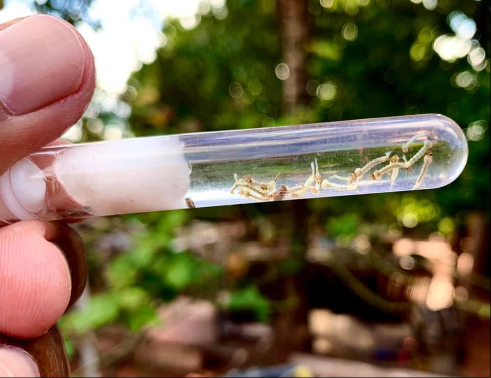 O último levantamento de infestação do mosquito transmissor das arboviroses aponta que a cidade está em situação de médio risco (Foto/Reprodução)