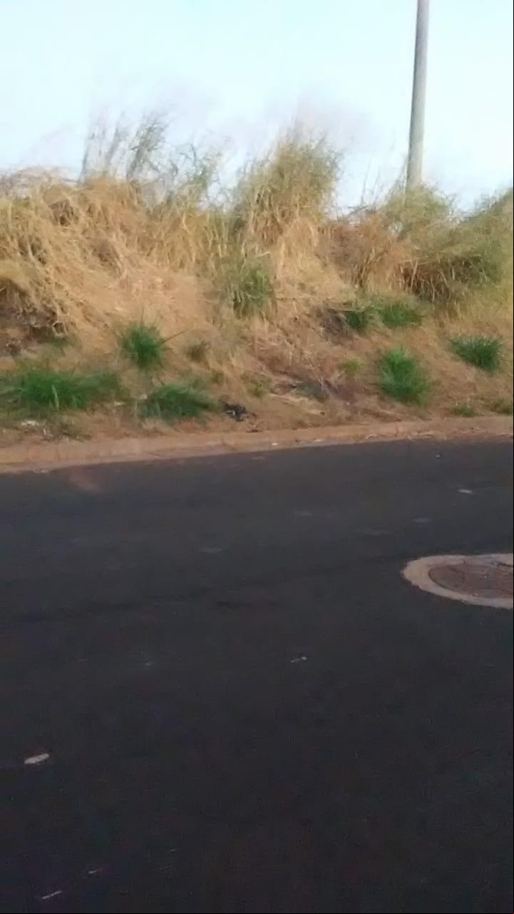 Segundo leitora, matagal estaria crescendo no local há meses (Foto/Divulgação)