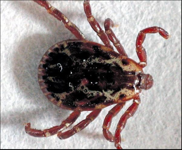 Imagem Ilustrativa - Os dados foram divulgados pela Secretaria de Estado de Saúde de Minas Gerais (SES-MG) (Foto/BLOG DA NATUREZA/DIVULGAÇÃO)