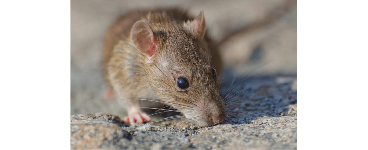 Bebê é atacado por mais de 50 ratos entro de casa (Foto/Freepik)