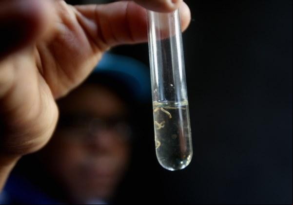 Infestação do Aedes no segundo levantamento realizado em Uberaba apurou índice maior que a do mesmo período de 2024 (Foto/Reprodução)