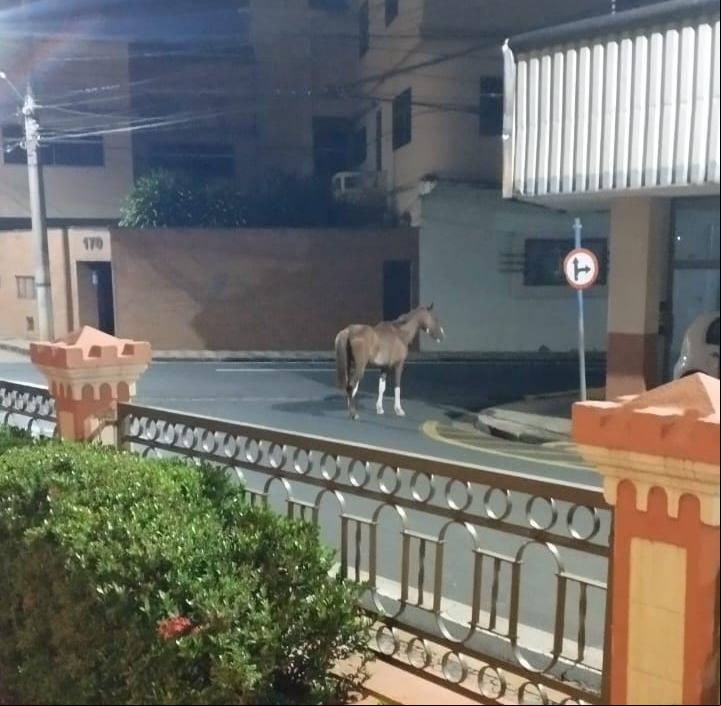 Segundo relatos de moradores, o animal estaria na região desde as 4h da madrugada (Foto/Leitor JM)