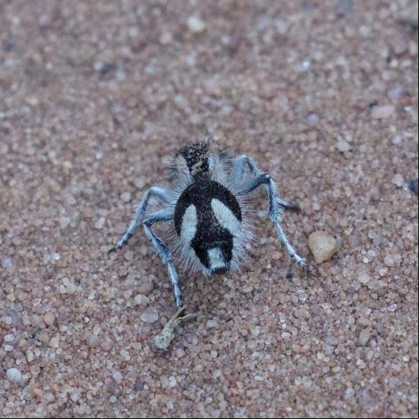 A formiga-feiticeira é uma espécie amplamente distribuída no Brasil, principalmente em áreas de cerrado e caatinga (Foto/reprodução)