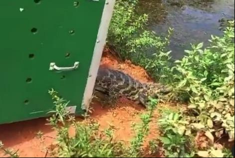 Momento em que o jacaré, apelidado de Cuca, retorna ao seu habitar natural (Foto/Divulgação)
