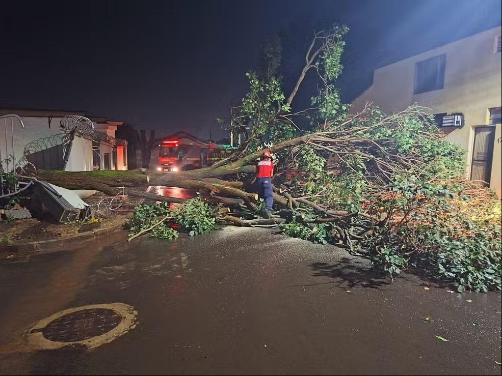 Temporal provocou queda de árvores (Foto: Corpo de Bombeiros/Divulgação)
