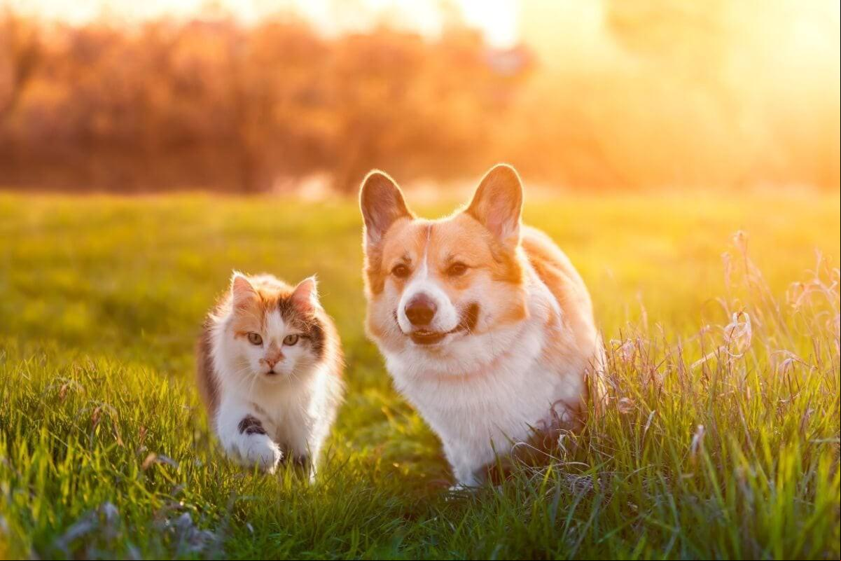 Zema vetou proposição que estabelece novas regras sobre a criação para fins de reprodução e a comercialização de cães e gatos de raça (Foto/Imagem: Bachkova Natalia/Shutterstock)