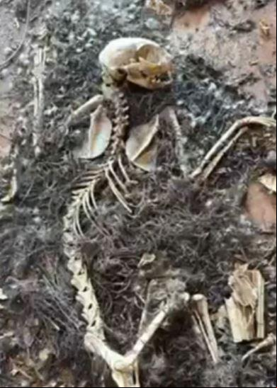 Pelo menos 10 esqueletos de cachorros foram encontrados em uma casa abandonada, que supostamente funcionava como um canil ou abrigo clandestino (Foto/Reprodução)