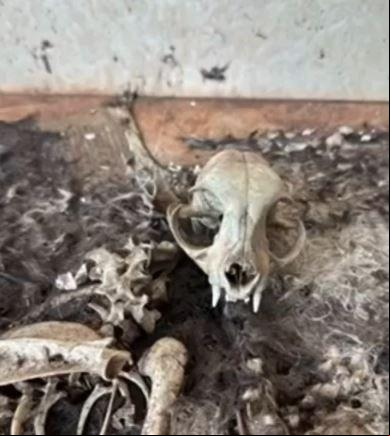 O imóvel, que não apresentava condições adequadas para a criação de animais, foi vistoriado pela equipe policial (Foto/Reprodução)