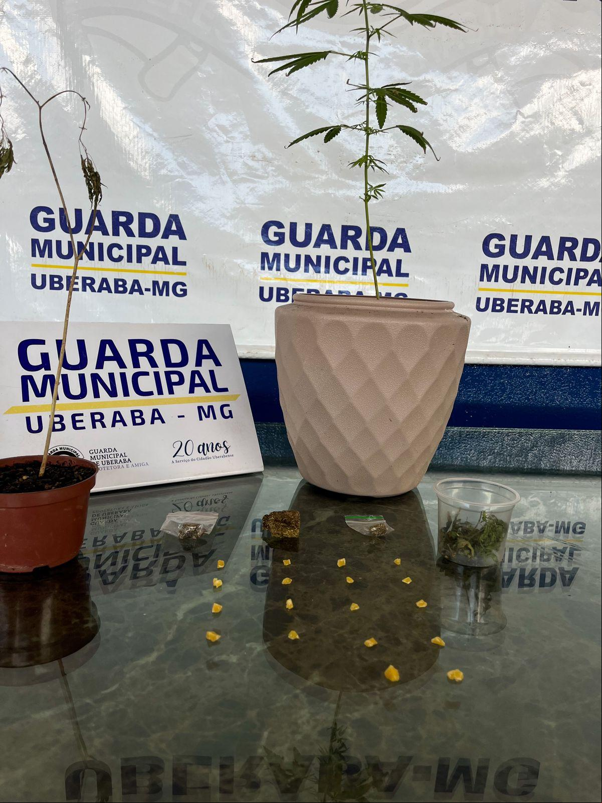 Pés de Cannabis sativa plantados em vasos que estavam na casa onde havia um grupo de pessoas que fugiu com a chegada da viatura (Foto/Divulgação)