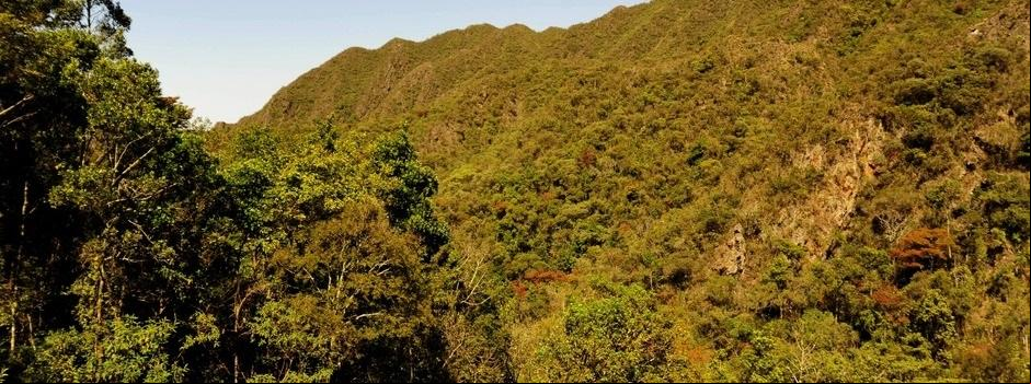 Governo de Minas fechou o ano ado com a marca de dois milhões de plantios de mudas de árvores nativas no âmbito do tratado (Foto/Divulgação)
