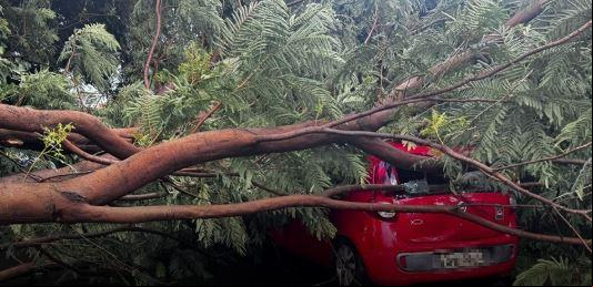 Segundo relatos de moradores, a chuva intensa e os ventos fortes provocaram a queda da árvore, que já apresentava sinais de fragilidade (Foto/Divulgação)