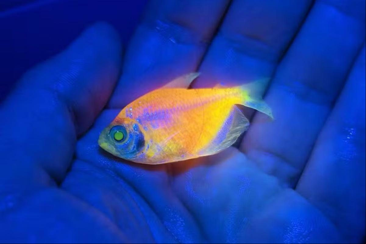 Comércio de peixes modificados para brilhar sob luz ultravioleta é alvo de operação do Ibama (Foto: Ibama/Divulgação)