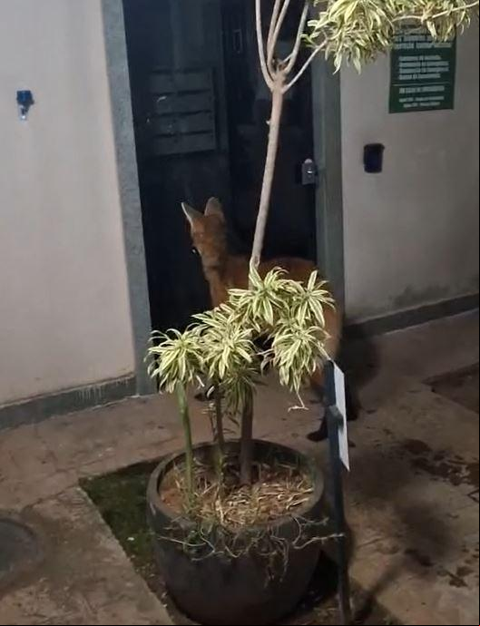 De acordo com relatos, o animal estava visivelmente agitado, emitindo barulhos, arranhando a porta e até mesmo forçando a entrada com a cabeça (Foto/Reprodução)