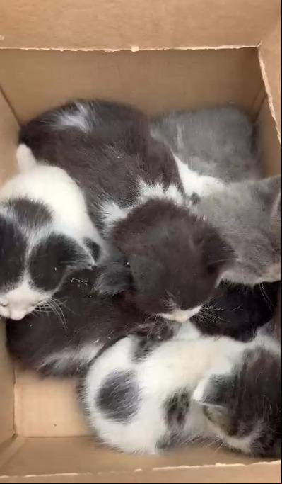 Em vídeo, é possível ver que os gatinhos aparentavam estar bem, mesmo após o ato de violência (Foto/Reprodução)