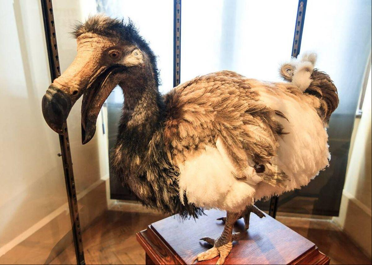 O pássaro Dodô está extinto desde o século XVII (Foto/Reprodução)