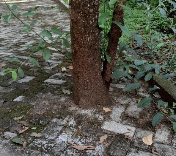 Apesar do local ser uma área de preservação ambiental, a prática contraria as boas técnicas de manejo arbóreo (Foto/Reprodução)