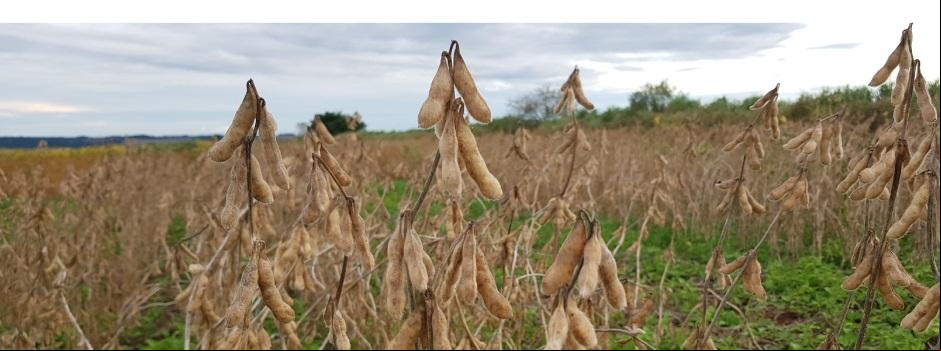 Após a fase de plantio, que tem duração estimada de dois anos, a nova cultivar poderá ser registrada junto ao Mapa (Foto/Reprodução)