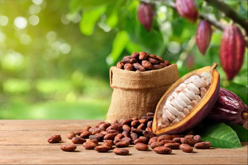 O cacau é uma fruta rica em nutrientes importantes para a saúde (Foto/Imagem: WS-Studio/Shutterstock)