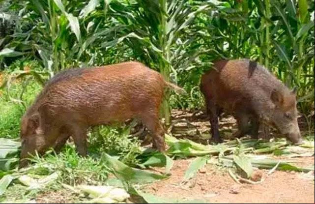Espécie invasora, o javali destrói plantações, entre elas as lavouras de soja, milho e cana (Foto/Reprodução)