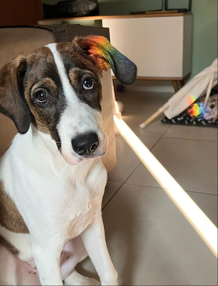 O Cadastro Nacional de Animais Domésticos é uma espécie de “RG animal" para cães e gatos (Foto/Reprodução)