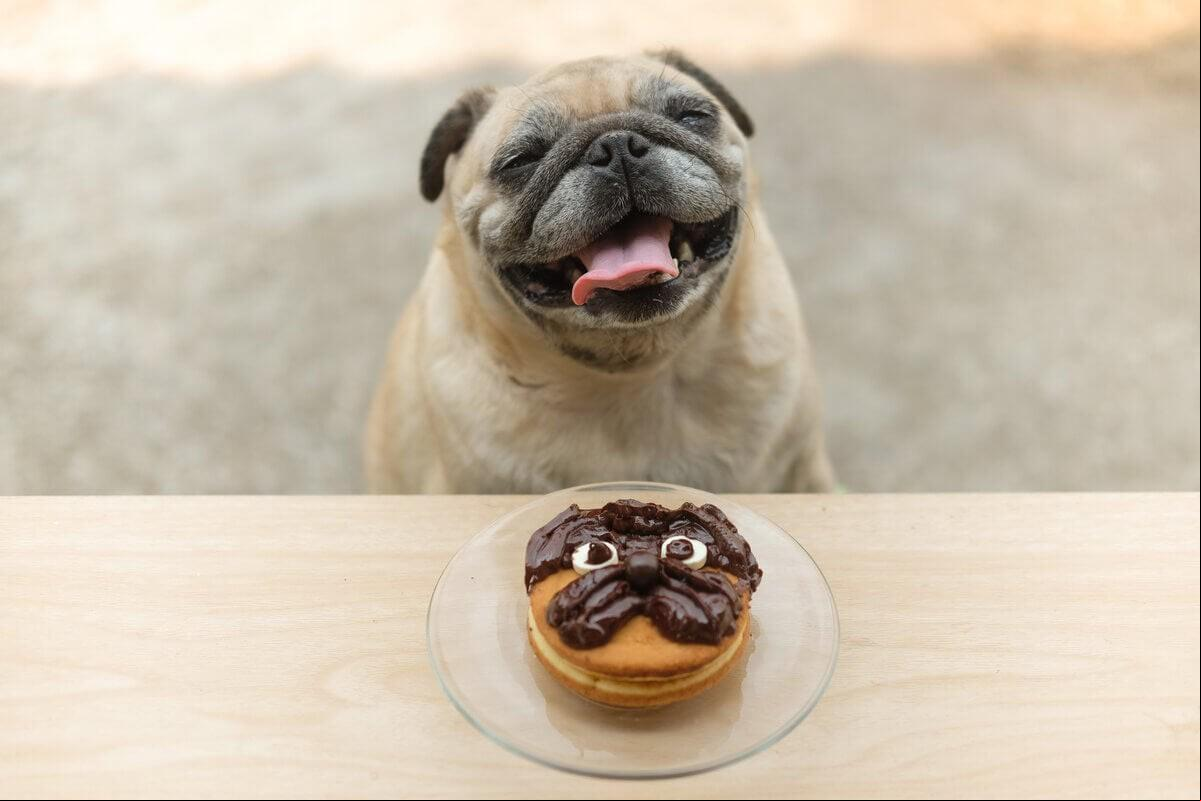 O chocolate possui substâncias tóxicas para cães e gatos. (Foto/Ezzolo/Shutterstock)