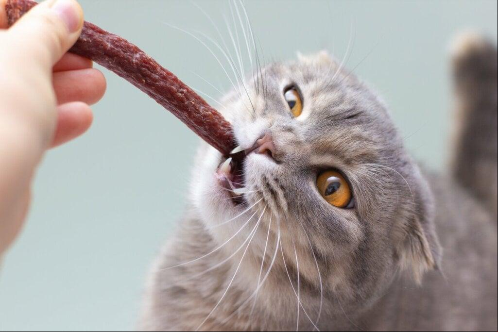 Oferecer petiscos ajuda a evitar que os pets comam alimentos impróprios. (Foto/Irina Vasilevskaia/Shutterstock)