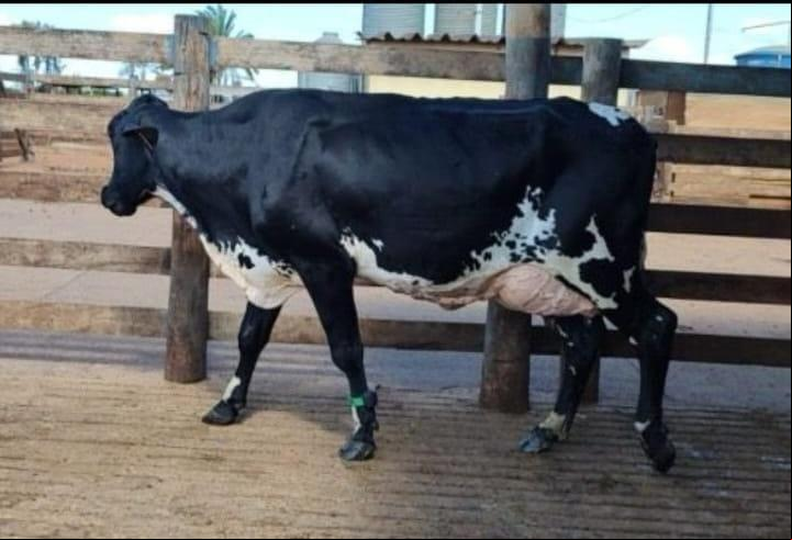 Vaca da raça girolando, identificada com a marca “G” na face direita, de valor considerável, furtada em fazenda (Foto/Divulgação)